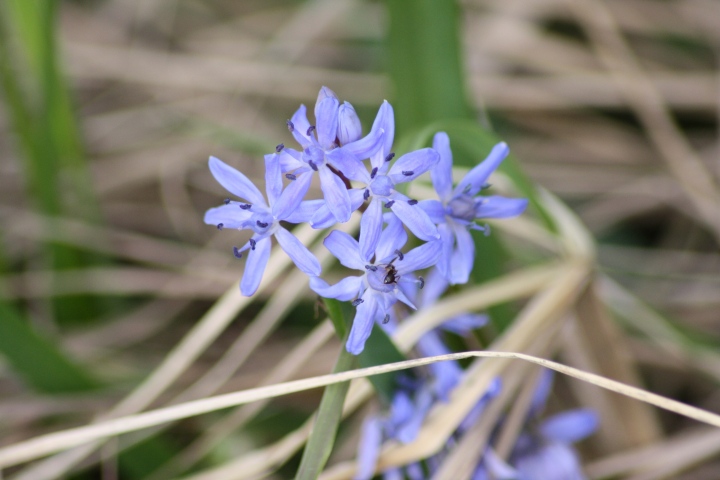 Fiori da ID parco del ticino